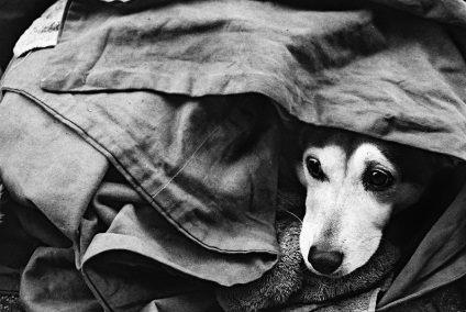 Câine fără adăpost sub o bancă din parc (saiu dago)