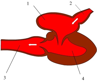 Biológiai regatta - hal