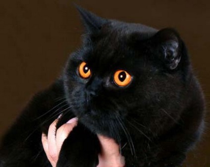 Blog despre pisicile rasei britanice