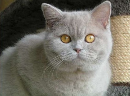 Blog despre pisicile rasei britanice