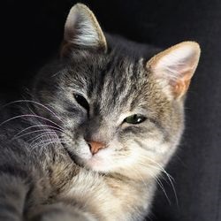 Boala renala la pisici, prevenire - totul despre pisici si pisici cu dragoste