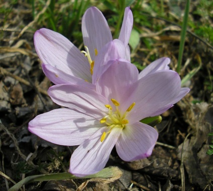 Fotografiere și descriere cu fotografie și descriere cu plante multicolore și de rasadă