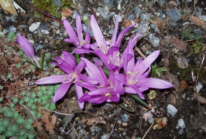 Bulbokodium vagy brandushka színes és tavaszi ültetés és gondozás Fotók és leírás