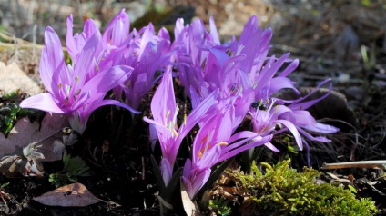 Bulbokodium vagy brandushka színes és tavaszi ültetés és gondozás Fotók és leírás