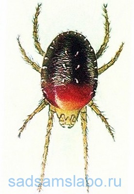 Brown atka elleni küzdelem (a kertben saját kezűleg) Brown atka elleni küzdelem