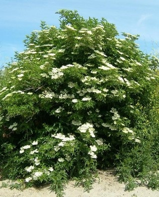 Cultivarea bătrânilor în grădină, cultivarea și îngrijirea