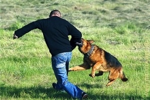 Omul și câinele fără stăpân comportamentul corect la întâlnire, asociația de zoopsihologie aplicată