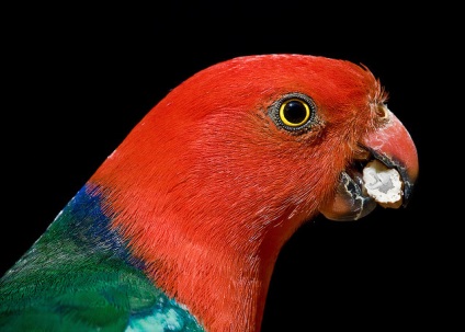 Ce să hrănești papagalul