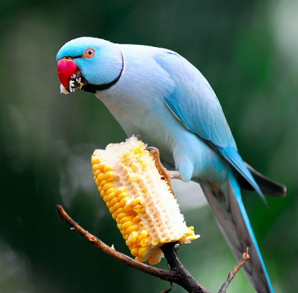 Ce să hrănești papagalul