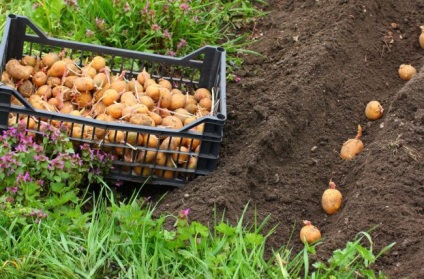 Cum se fertilizează solul în toamnă sub cartofi