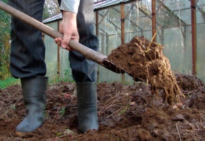 Hogyan megtermékenyítő a talajt az őszi burgonya