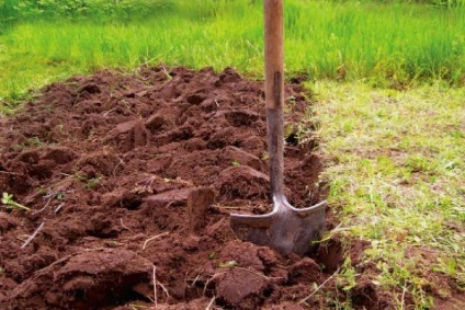 Cum se fertilizează solul în toamnă sub cartofi