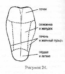 Ce este o proteină de rinichi?