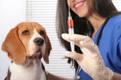Ce trebuie să știți înainte de vaccinarea câinilor, zoodysh