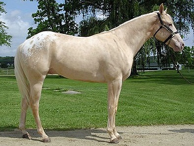 Chubarov ruha lovak fotó, leírás - helyszínen a lovak