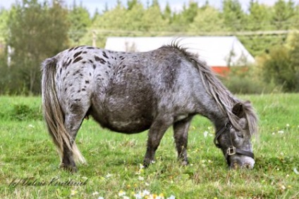 Chubaraya color de cai fotografie, descriere - site despre cai