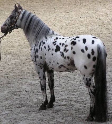 Chubaraya color de cai fotografie, descriere - site despre cai