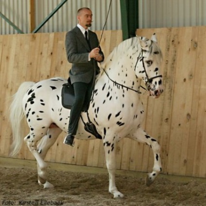 Chubarov ruha lovak fotó, leírás - helyszínen a lovak
