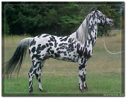 Cai de costume de la Chubaraya - calul meu