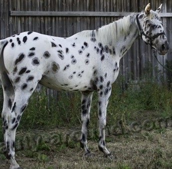 Chubarov ruha lovak - Saját ló