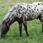 Chubarov színe a ló leírása és színes fotó, a lovak