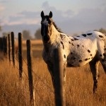 Un costum dolofan de descriere a calului și o fotografie a costumului, caii mei