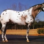 Chubarov színe a ló leírása és színes fotó, a lovak