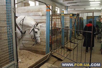 Circus backstage, amit ő - egy házat, és négylábú cirkuszi (Nemzeti Cirkusz Ukrajna