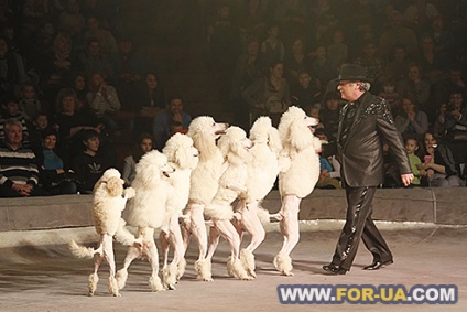 Circus backstage, amit ő - egy házat, és négylábú cirkuszi (Nemzeti Cirkusz Ukrajna