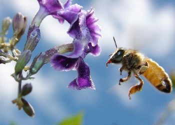 Zona de zbor a unei albine