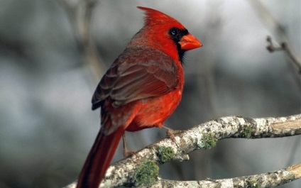 Cele zece cele mai frumoase păsări ale lumii