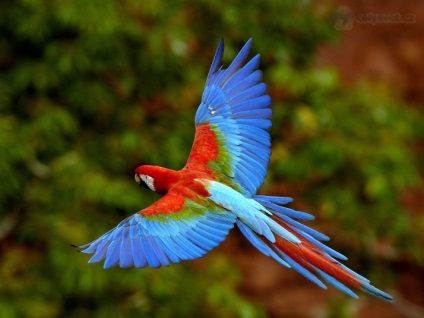 Tíz legszebb madarak a világ
