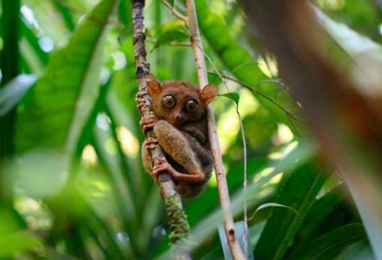 Tarsiers, vicces tarsiers, tarsier állat, állatok