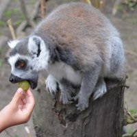 Acasă achiziție lemur și caracteristici de conținut