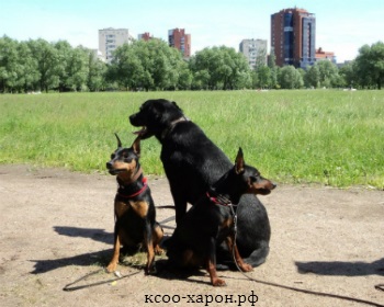 Instruirea câinelui într-un grup din Sankt Petersburg