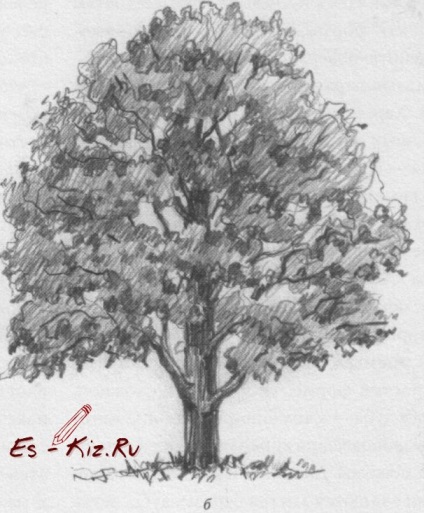 Oak ceruzarajz, lépésről lépésre rajz fák a gyerekekkel, Amantea megjegyzi