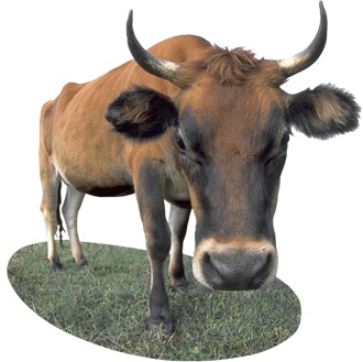 Adaosuri eficiente pentru bovine pe bază de zeolit