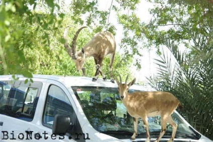 Ein Gedi - oaza pe malul mării moarte