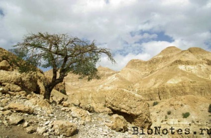 Ein Gedi - oaza pe malul mării moarte