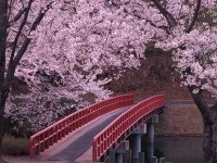 Fundaluri de fotografie din Japonia 250 р