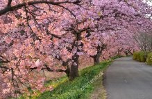 Fundaluri de fotografie din Japonia 250 р