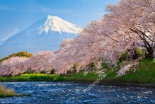 Fundaluri de fotografie din Japonia 250 р