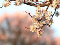 Fundaluri de fotografie din Japonia 250 р