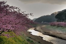 Fundaluri de fotografie din Japonia 250 р