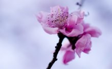 Fundaluri de fotografie din Japonia 250 р