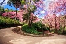 Fundaluri de fotografie din Japonia 250 р