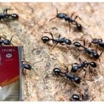 Thunder 2 de comentarii furnicilor și instrucțiuni de utilizare