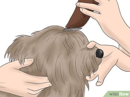 Cum să mirezi un Schnauzer