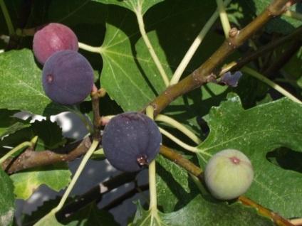 Ce fel de fructe pot fi cultivate într-un apartament, 6 hectare