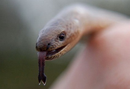 Cum să eviți atacarea șerpilor otrăviți